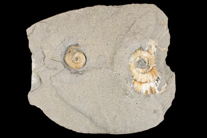 Two Fossil Ammonites (Promicroceras) - Lyme Regis #166652